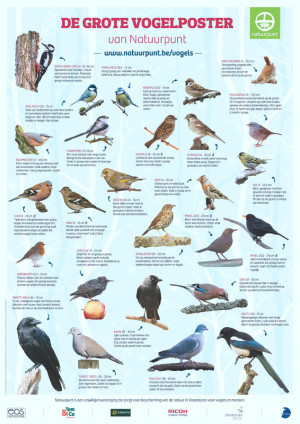 a2-affiche-vogelposter-van-natuurpunt-hgvw-2019-final_orig.jpg